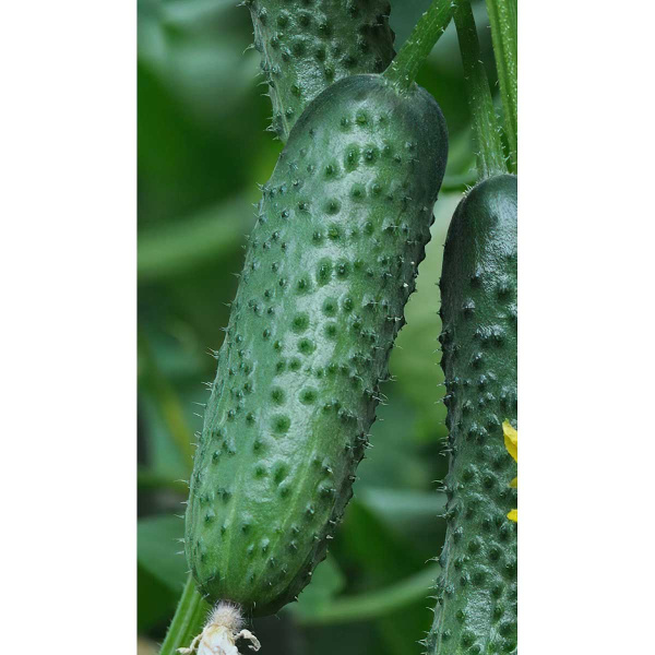 Огурец Вятич F1 5шт Yuksel Tohum/Садовита Ц