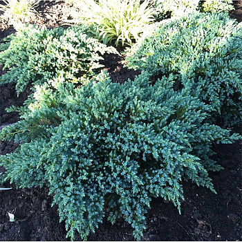 14344 Можжевельник Чешуйчатый Juniperus Squamata Little Joanna P9 Садовита
