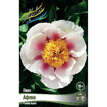 Пион Афина 2/3 n 1 шт