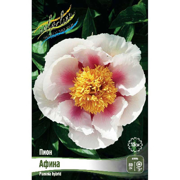 Пион Афина 2/3 n 1 шт