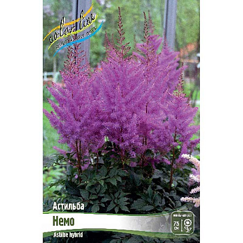 Астильба Немо 2/3 n 25 шт Биг-пак 6850
