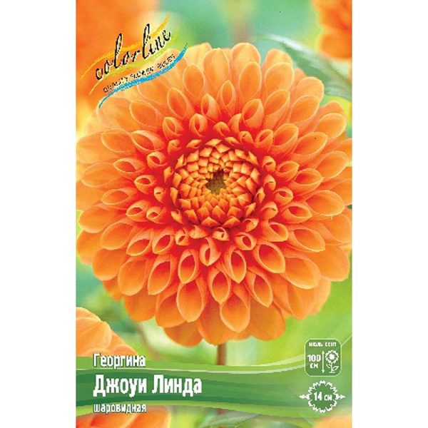 Георгина Джоуи Линда I 1 шт