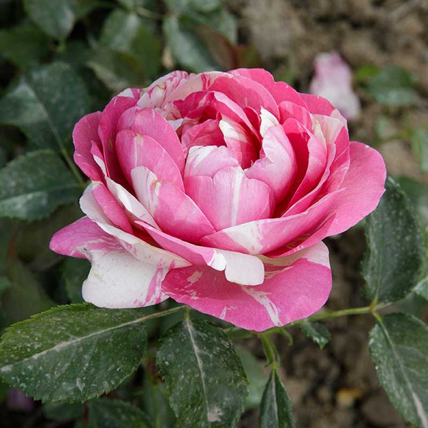 Роза плетистая Жули Андре Садовита