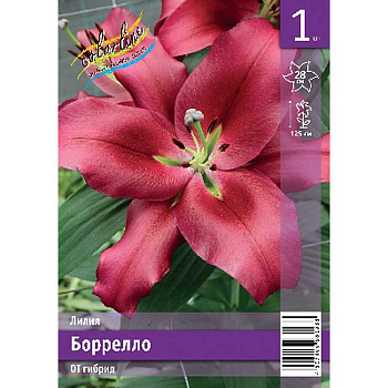 Лилия Боррелло 14/16 1 Эконом шт 