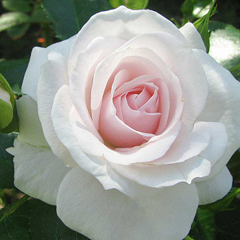 Роза флорибунда Аспирин Садовита