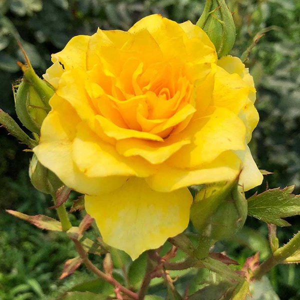 Роза чайно-гибридная Голден Медальон Садовита