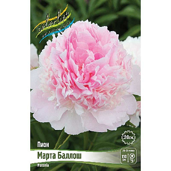 Пион Марта Баллош 2/3 n 1 шт 