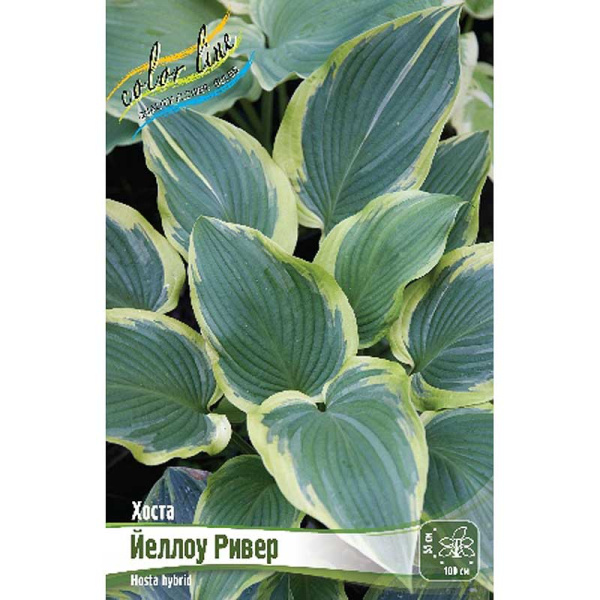 Хоста Йеллоу Ривер 1 n 25 шт Биг-пак 13449