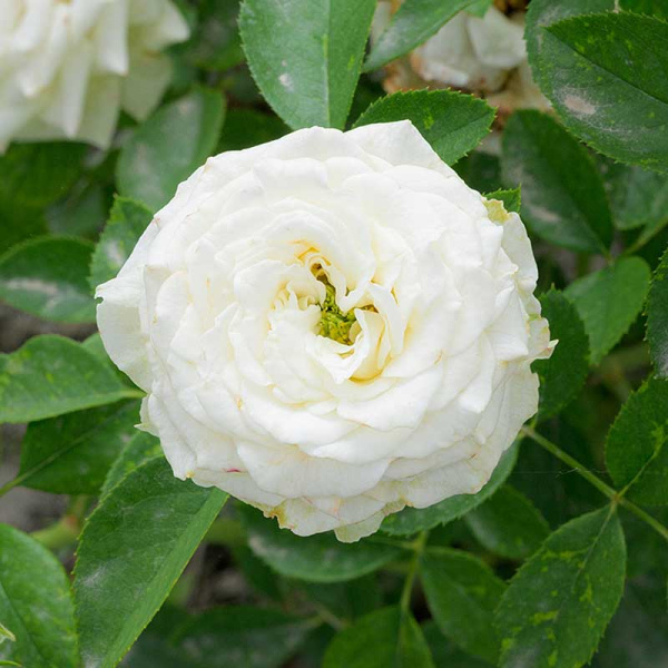 Роза Спрей Уайт Бомбастик Садовита