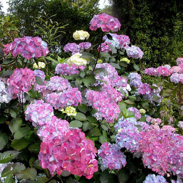 Гортензия Пильчатая Прециоза Р9 ,шт Садовита