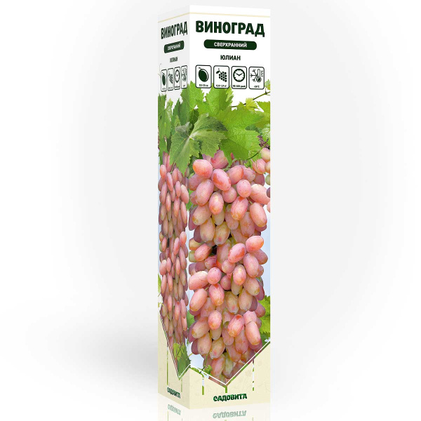 Виноград Юлиан сверхранний Садовита