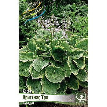 Хоста Кристмас Три 1 n 1 шт