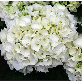 6320 Гортензия Крупнолистовая Вуду P12 ,шт