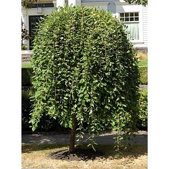 10778 Ива Цельнолистная Пендула C5 штамб 120 ,шт