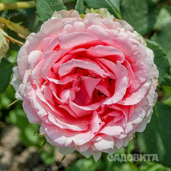 Роза плетистая Пьер де Ронсар Садовита