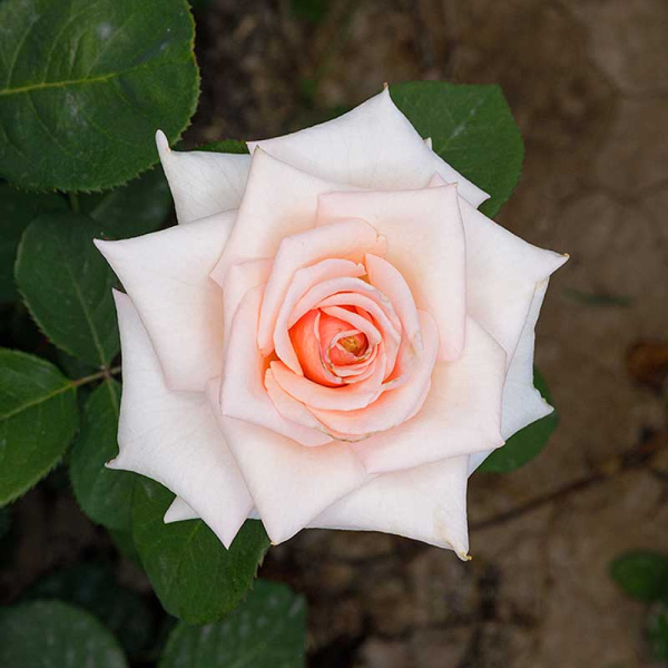 Роза чайно-гибридная Клэр 2006 Садовита