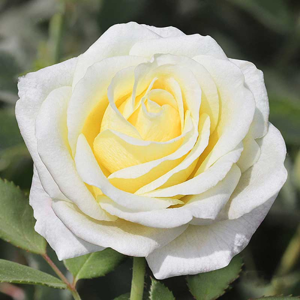 Роза чайно-гибридная Белый шоколад Садовита