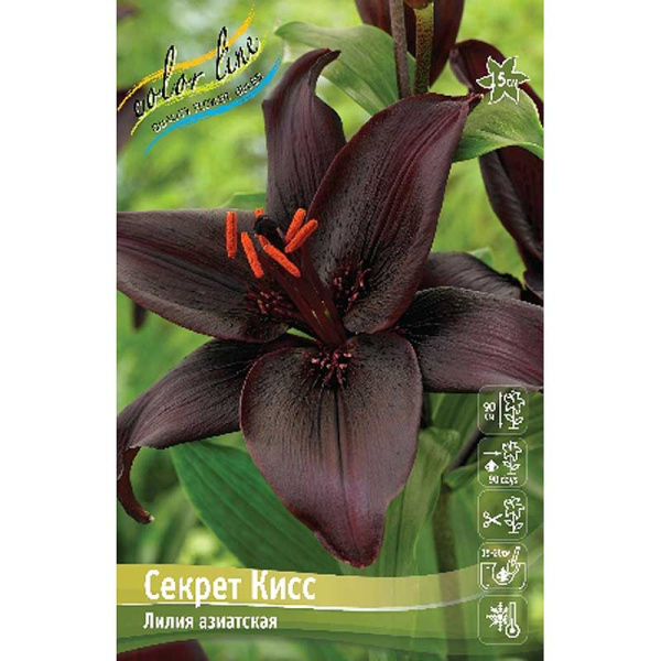 Лилия Секрет Кисс 10/12 7 шт 