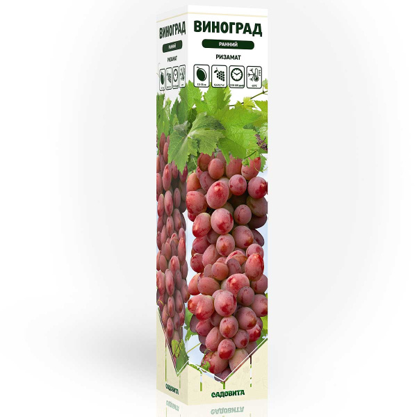 Виноград Ризамат ранний Садовита
