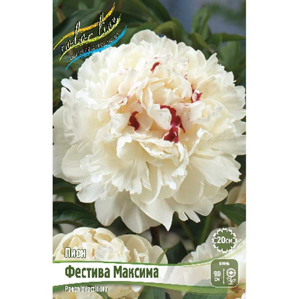 Пион Фестива Максима 3/5 n 1 шт