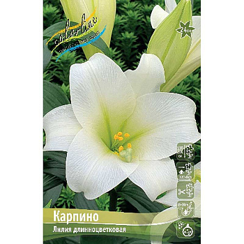 Лилия Карпино 11/12 7 шт