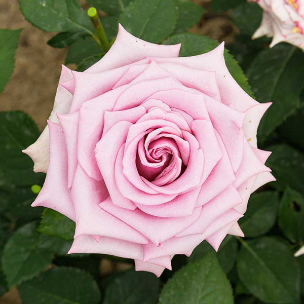 Роза чайно-гибридная Блю Мун Садовита