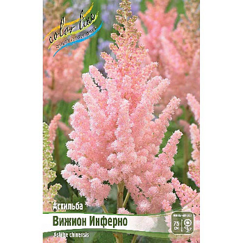 Астильба Вижион Инферно 2/3 n 25 шт Биг-пак 4048