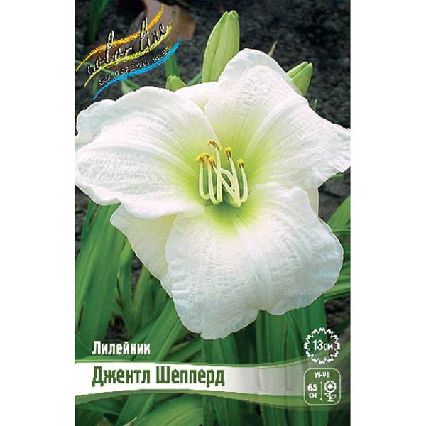 Лилейник Джентл Шепперд I 25 шт Биг-пак 5843 