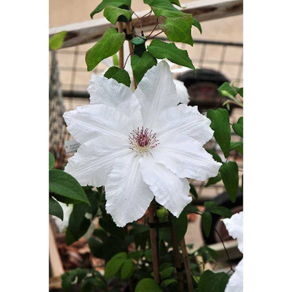 Клематис Фую-Но-Таби I 1 шт