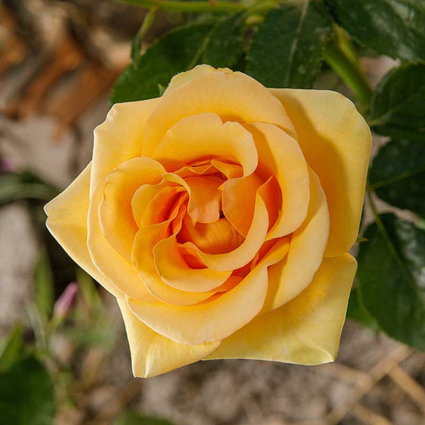 Роза чайно-гибридная Кумбия Садовита