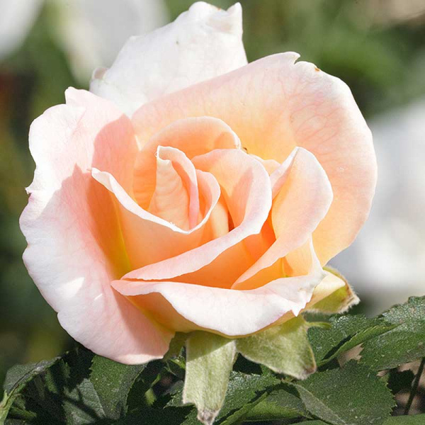 Роза канадская (плетистая) Салли Холмс Садовита