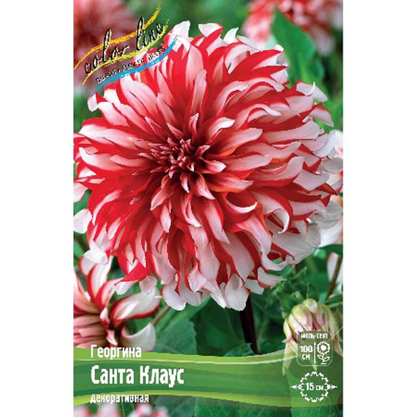 Георгина Санта Клаус I 15 шт Шоу-бокс 9008