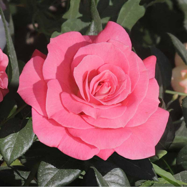 Роза плетистая Лавиния Садовита