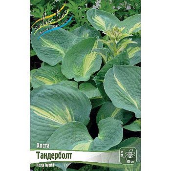Хоста Тандерболт 1 n 1 шт