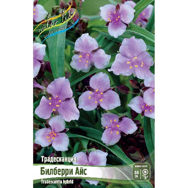 Традесканция Билберри Айс I 1 шт