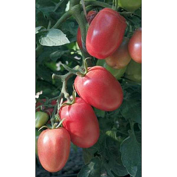 Томат Новичок малиновый Марс Ц