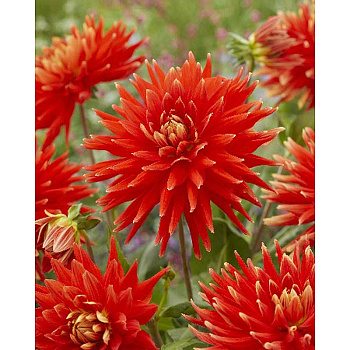 13618 Шоу-Бокс Георгина Вулкан I 15 шт