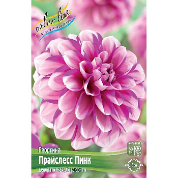 Георгина Прайслесс Пинк I 15 шт Шоу-бокс 9034