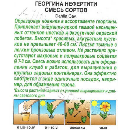 Георгин Нефертити Аэлита Ц 
