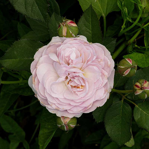 Роза шраб Флоренс Делатре Садовита