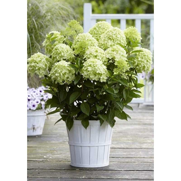 Гортензия Метельчатая Гарденлайт Уайтлайт P1