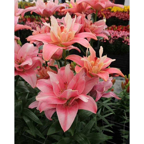 Лилия Баттерфляй Блоссом 12/14 2 Эконом шт