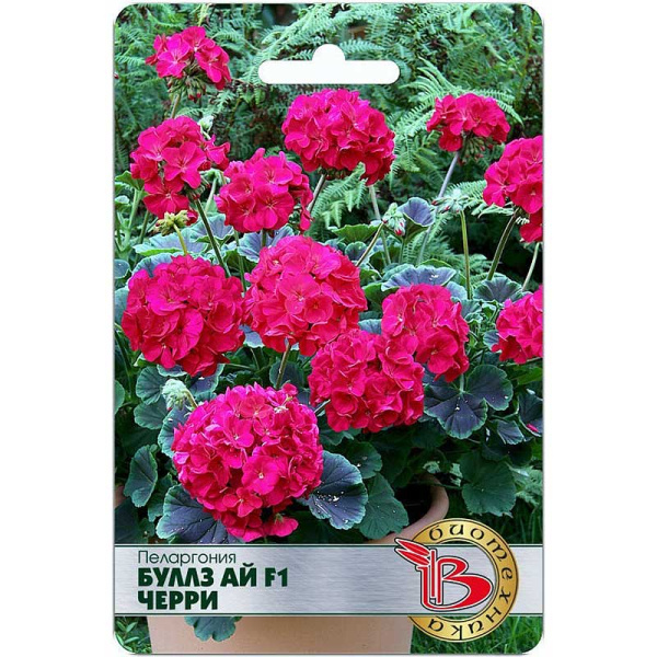 Пеларгония Буллз Ай Черри Биотехника Ц 