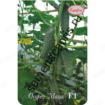 Огурец Маша 100шт (Нидерланды) Каприс
