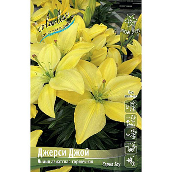 Лилия Джерси Джой 10/12 25 шт Биг-Пак 11121