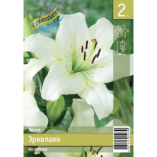 Лилия Эрколано 12/14 2 Эконом шт 