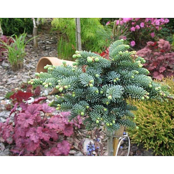 10494 Пихта Благородная Песек 50cm штамб, с комом ,шт