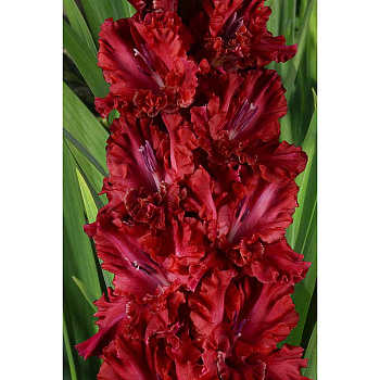 Гладиолус Выдвиженец 8/10 5 шт, Садовита 