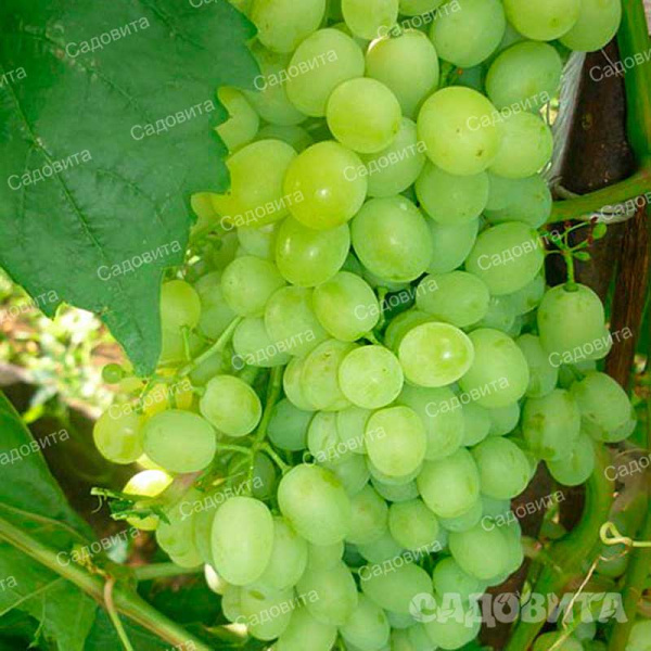 Виноград Памяти Шатилова ранний Садовита