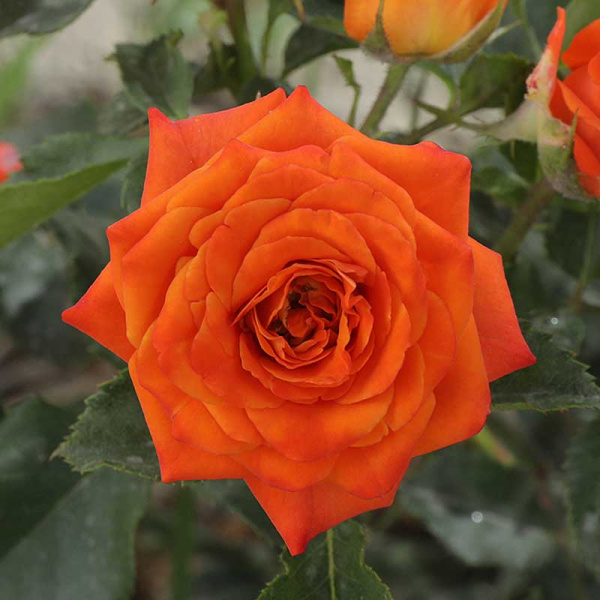 Роза спрей Келли Садовита